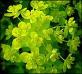 Picture Title - Spurge