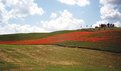 Picture Title - poppies in Tuscany