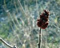 Picture Title - Sumac