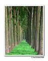 Picture Title - Meadow on canal bank (retake)