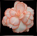 Picture Title - Begonia Blossom