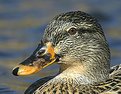 Picture Title - Close up in the Pond