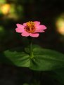 Picture Title - Zinnia