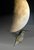 HUMMING BIRD  MOON