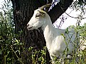 Picture Title - Just a goat