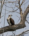 Picture Title - Osprey