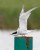 Common Tern