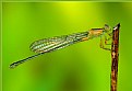 Picture Title - Dragon Fly