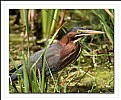 Picture Title - Green Heron