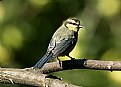 Picture Title - Parus caeruleus