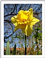 Picture Title - Yellow narcissus
