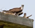 Picture Title - Osprey Family