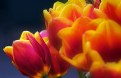 Picture Title - Fire tulips