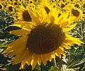 Picture Title - tempo di girasoli #18