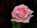 Picture Title - The Rainy Rose
