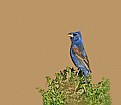 Picture Title - Blue Grosbeak