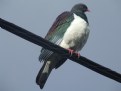 Picture Title - KERERU