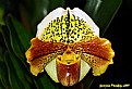 Picture Title - An orchid