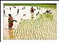 Picture Title - Agriculture