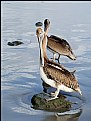 Picture Title - Pelicans