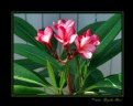 Picture Title - Plumeria