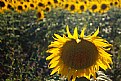 Picture Title - tempo di girasoli #24