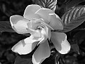 Picture Title - BW Floral