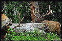 Picture Title - Elk