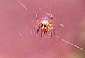 Picture Title - Spider