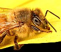 Picture Title - A macro of a Bee