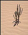 Picture Title - Vida en el desierto
