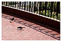 Picture Title - Birds in the Balcony 