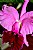 Cattleya, Orchid