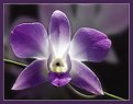 Picture Title - Orchid 2