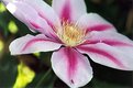 Picture Title - Clematis 1