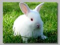 Picture Title - RABBIT