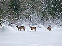 Picture Title - Three deers