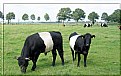 Picture Title - Cows with a sheet