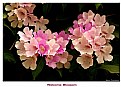 Picture Title - Blossom in Pink