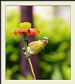 Picture Title - Female sunbird