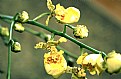 Picture Title - Yellow Orchid