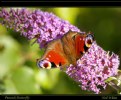 Picture Title - Peacock Butterfly