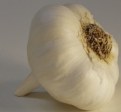 Picture Title - garlic