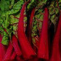 Picture Title - red swiss chard