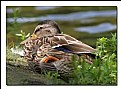 Picture Title - Mallard on guard