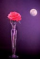 Picture Title - Rose by Moonlight