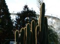 Picture Title - Luna Park with Cactus