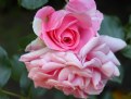 Picture Title - Roses are pink