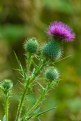 Picture Title - Thistles