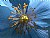 The Blue Himalayan Poppy 